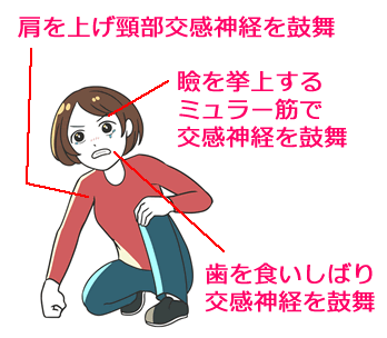 闘うモード、集中モードでは、食いしばる、目を大きく開ける、肩を挙上することで交感神経を鼓舞