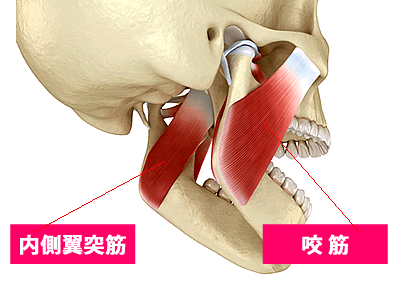 顎を強く引き上げる咬筋と内側翼突筋、強く噛むための咀嚼筋