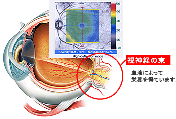 眼球断面図とOCT画像