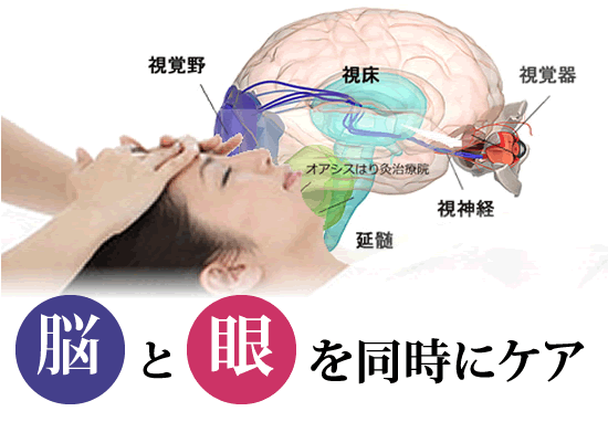 脳と眼を同時にケア脳の画像